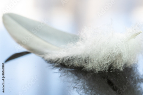 Close up of feather