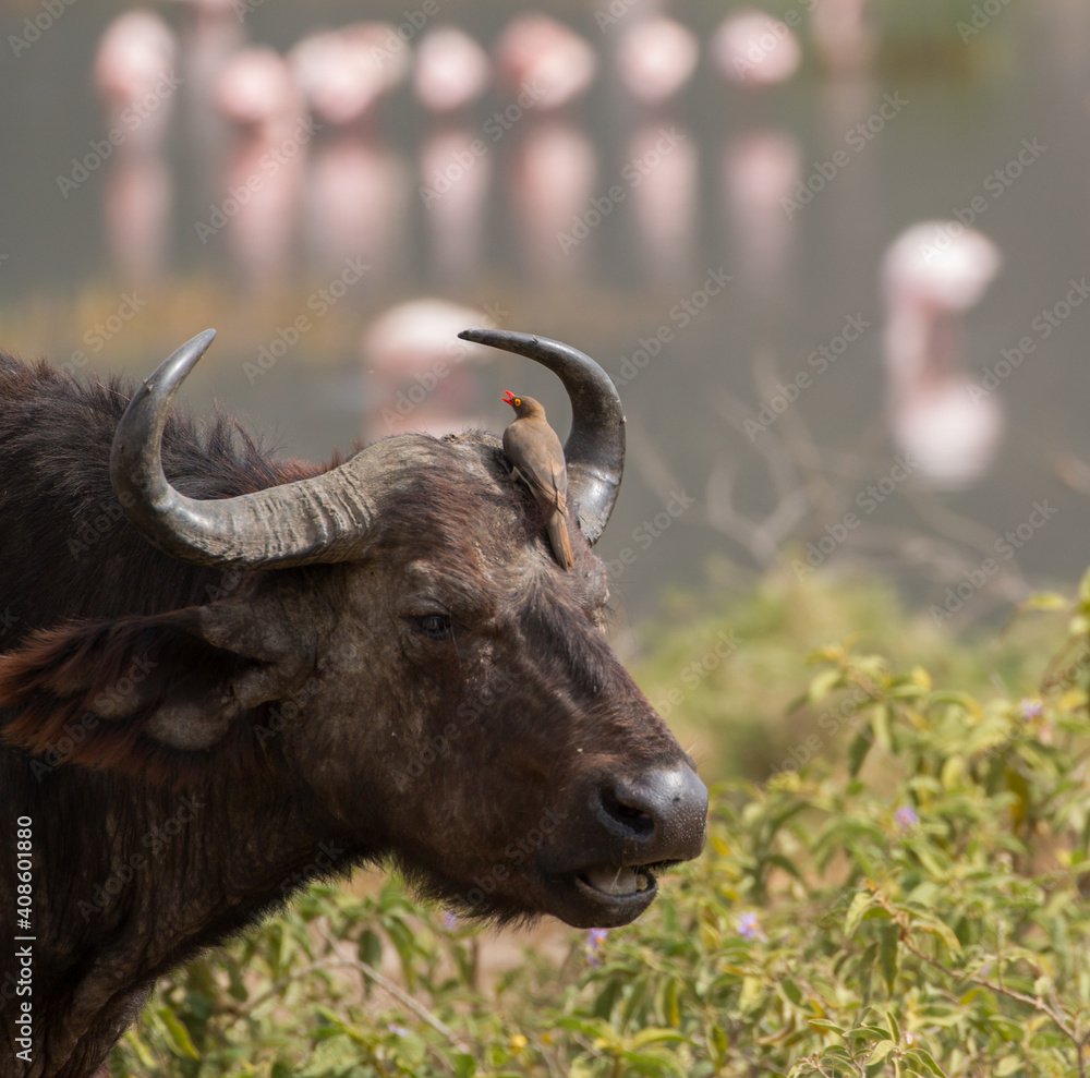 buffaloe close up of head with red billed oxpecker sitting on top buffaloe close up of head with red billed oxpecker sitting on top