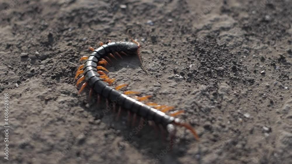 scolopendra centipede in the wild scolopendra centipede in the wild