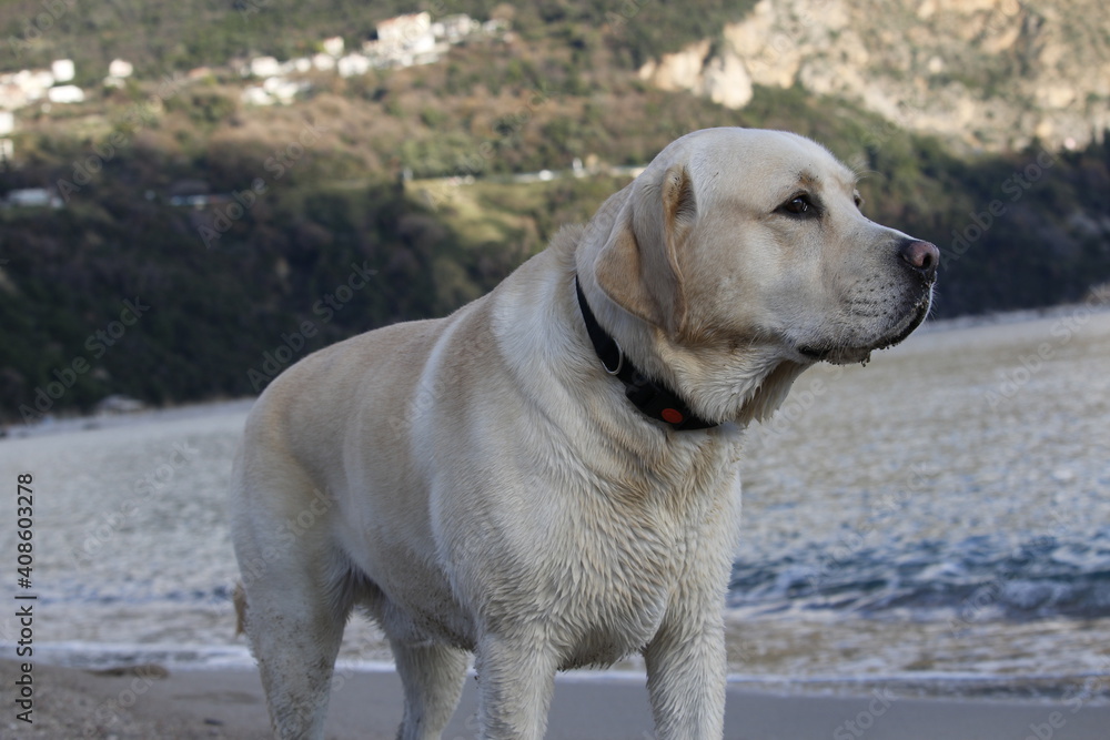 labrador retriever