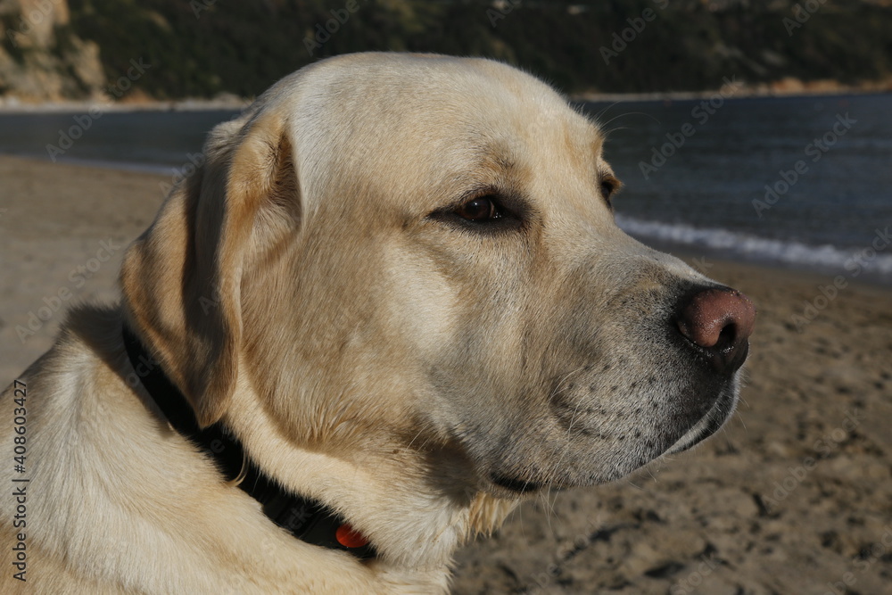 golden retriever dog