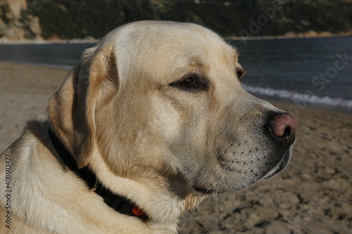 Obraz na płótnie golden retriever dog w salonie