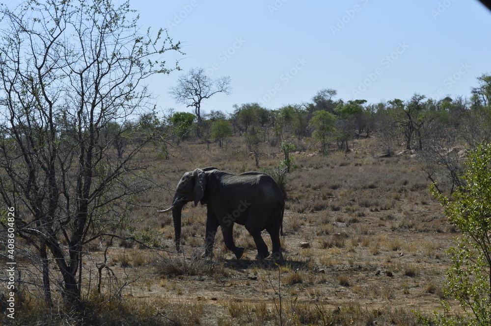 Elephant on Savannah