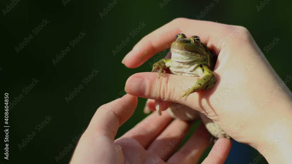 Green frog in human hands in nature