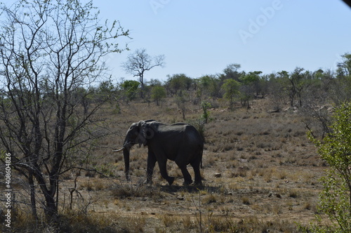 Elephant on Savannah