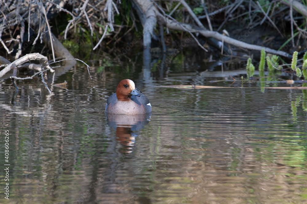 Male Eurasian wigeon swimming on a small river Male Eurasian wigeon swimming on a small river