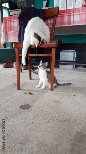 Two cats play on chair in the yard.