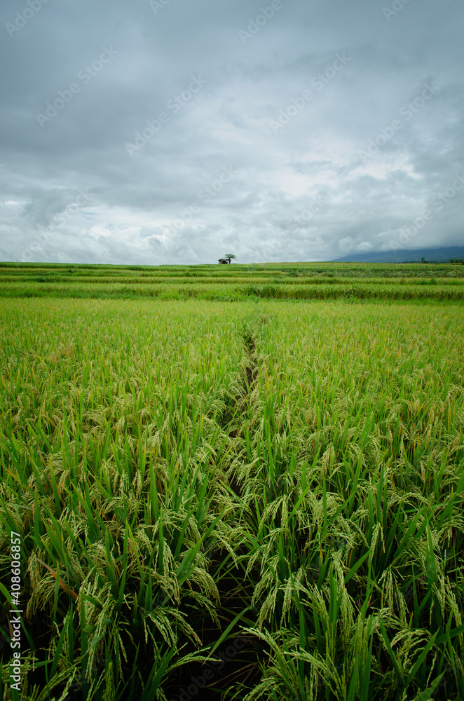 green field and blue sky green field and blue sky