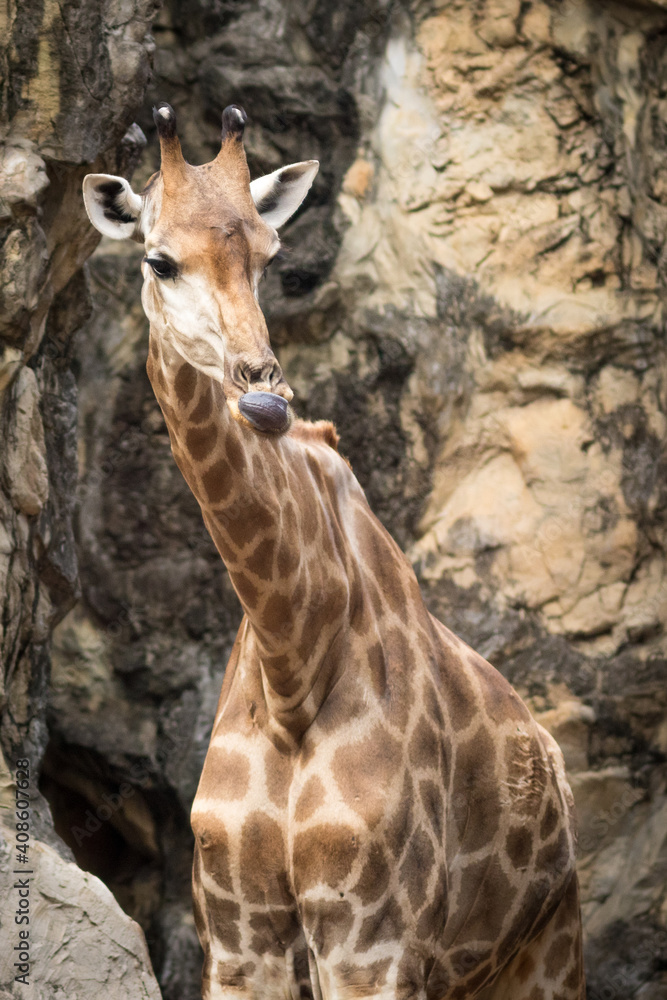 Obraz premium Giraffe in zoo