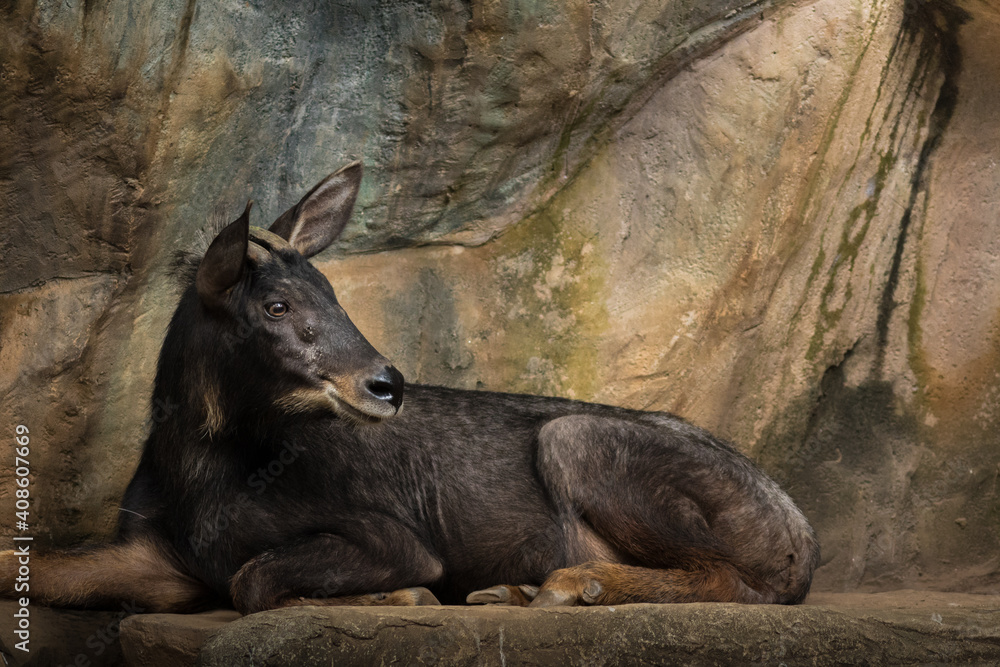 The serow