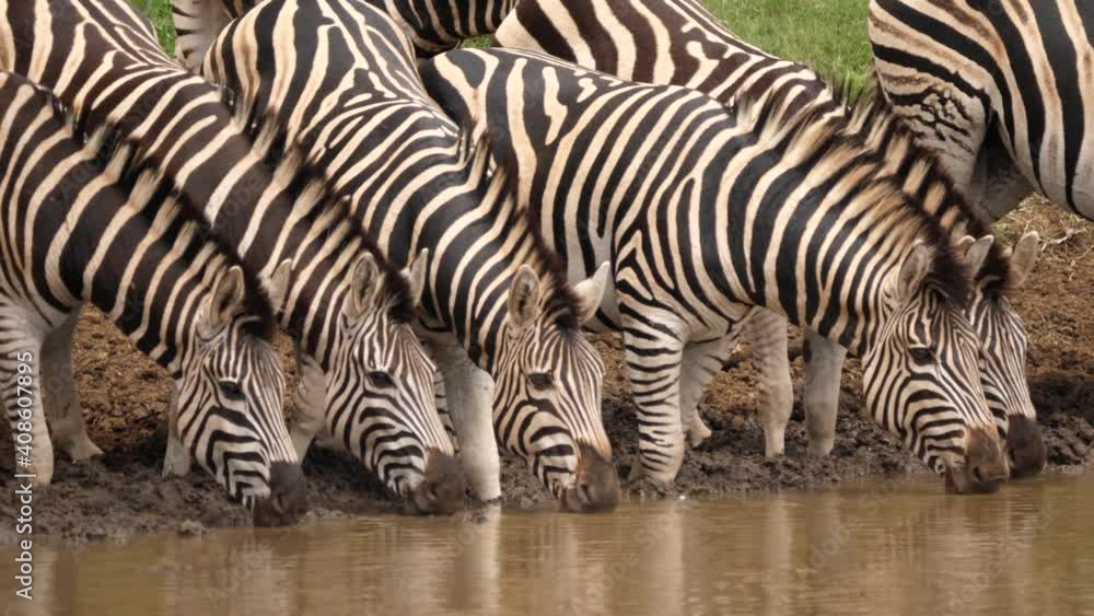 Pan across faces of Zebra drinking muddy water from dirty African pond Pan across faces of Zebra drinking muddy water from dirty African pond