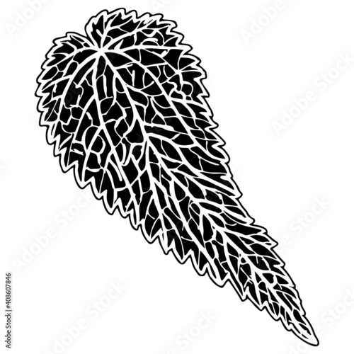 Outline drawing of a nettle leaf for a herbarium