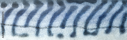 Photography Striped coloring of skin mackerel fish close up.