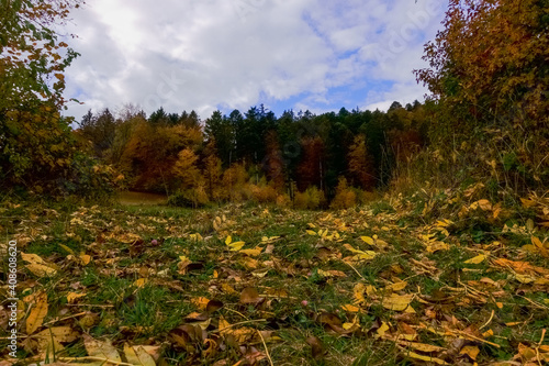 many colorful leaves on the ground in a autumn landscpae