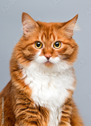 ginger cat looking at the camera in the studio