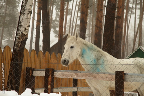 White horse in the winter in the paddock