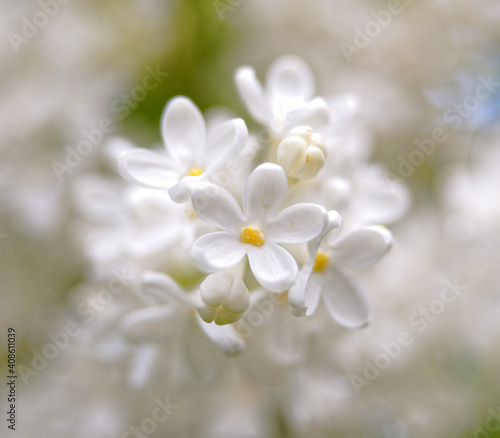 Five-leafed happy white lilac flower and other four-petalled flowers in a round plan