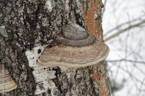 The fungus birch polypore on birch