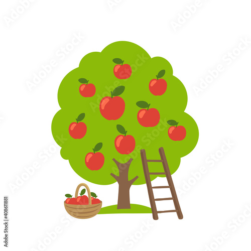 Apple fruits tree. Orchard garden harvest. Ladder and basket. Vector agriculture.