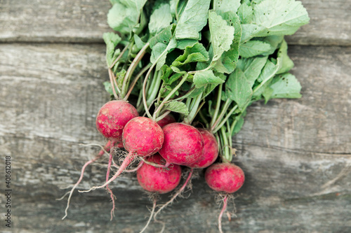 fresh organic radish from the garden. harvesting on the farm, in country side. wooden background