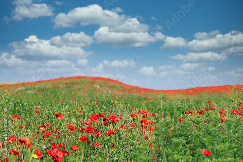 red poppies wildflowers meadow landscape in springtime