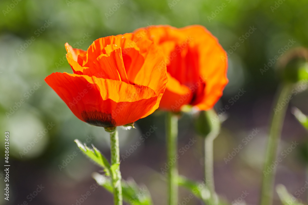 Macro photo nature flowers blooming poppies. Background texture of red poppies flowers. Macro photo nature flowers blooming poppies. Background texture of red poppies flowers.