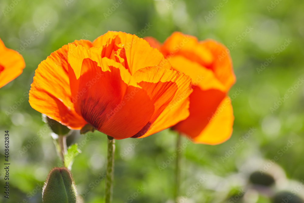 Flower poppy flowering on background poppies flowers. Flower poppy flowering on background poppies flowers.