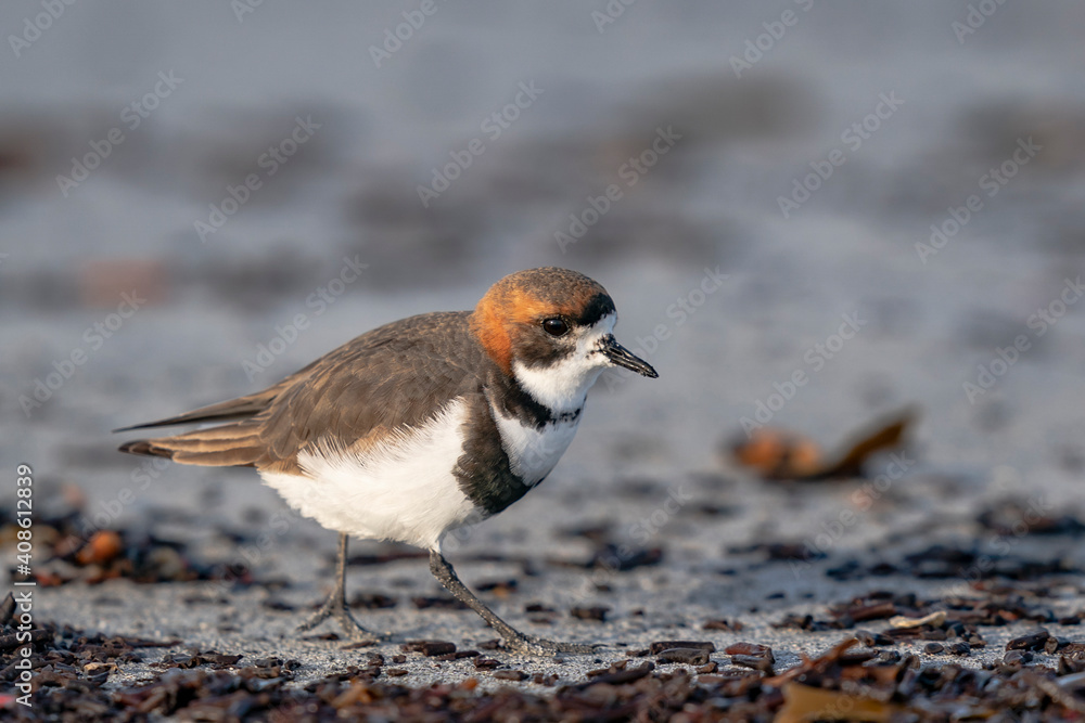 The two-banded plover (Charadrius falklandicus) The two-banded plover (Charadrius falklandicus)