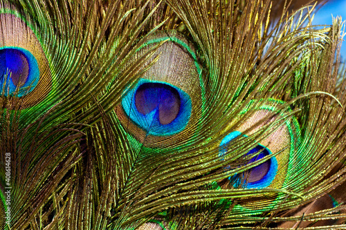Peacock feather close up. Background, colorful, vibrant