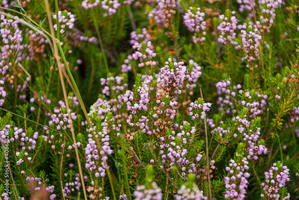 background purple heather flowers with green leaves