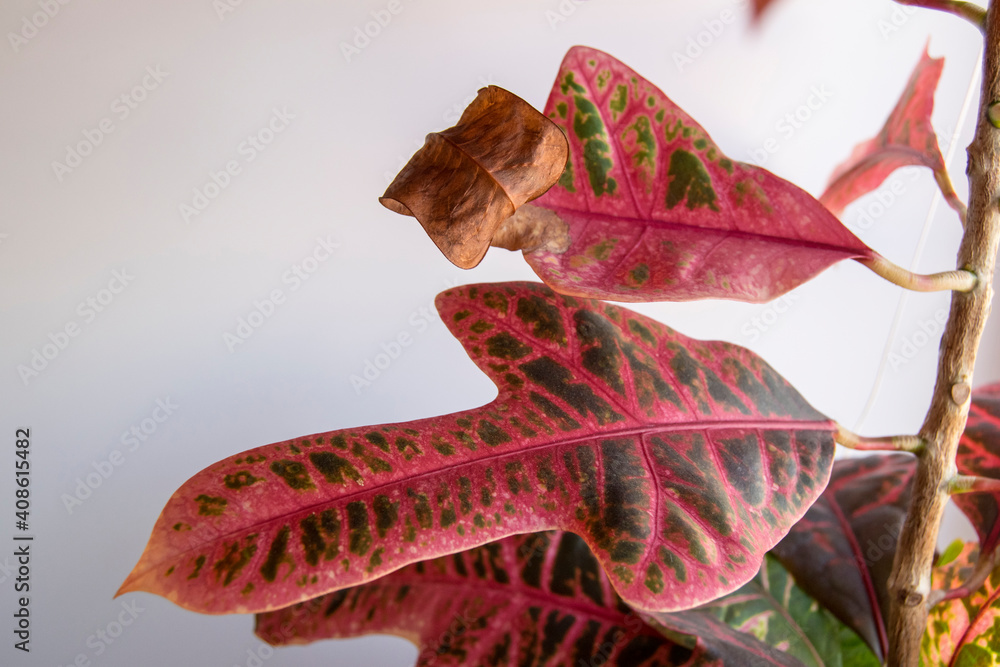 The dry tip of the croton leaf is a problem. Croton is a beautiful tropical plant with colorful