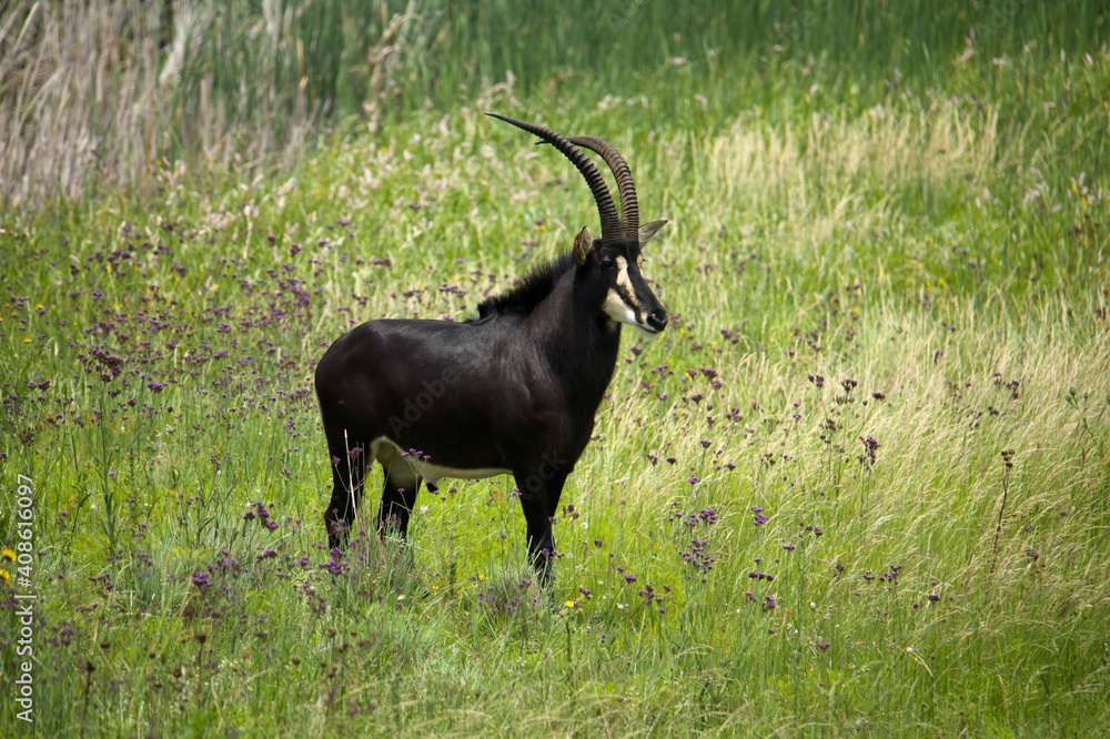 Captive sable antelope bull (Hippotragus niger), Fochville, Gauteng, South Africa. Captive sable antelope bull (Hippotragus niger), Fochville, Gauteng, South Africa.