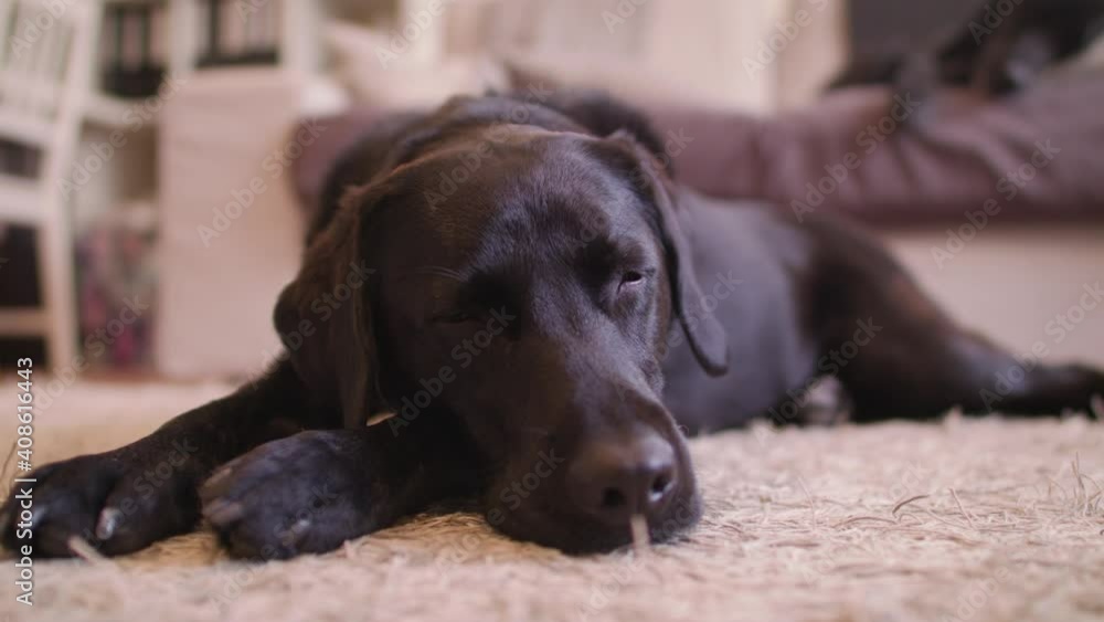 A resting labrador puppy slowly drifts off to sleep and closes eyes. Indoor, handheld. A resting labrador puppy slowly drifts off to sleep and closes eyes. Indoor, handheld.