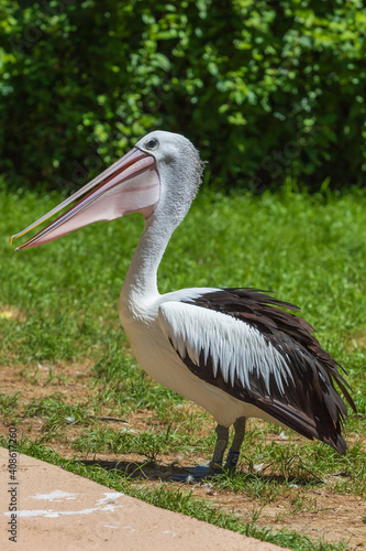 A large black and white bird with a large beak The Australian Pelican - Pelecanus conspicillatus - stands on a green meadow by the road.