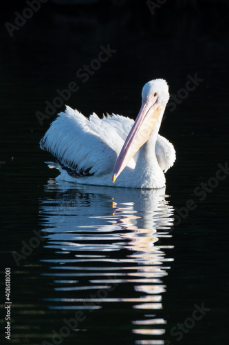 Large White Pelican floats on the pond water straight ahead with reflection with bill slightly submerged in the lagoon.