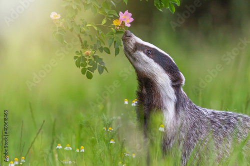 Fotografie European badger is  sniffing flowering wild rose. Horizontally.