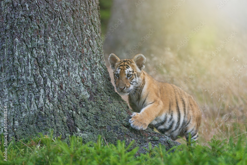 Obraz premium Bengal tiger cub posing near a tree trunk in the forest. Horizontally. 