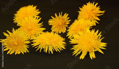 Mniszek polny - Żółte polne kwiaty