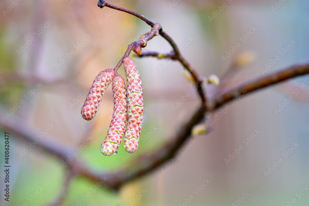Naklejka premium Hazelnut Catkins Trio 01