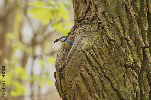 a blue tit has found some foot in a hollow tree