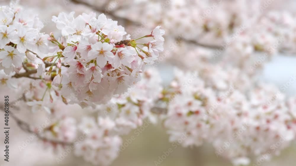 動画素材: 桜の花 ソメイヨシノ クローズアップ 動画素材: 桜の花 ソメイヨシノ クローズアップ