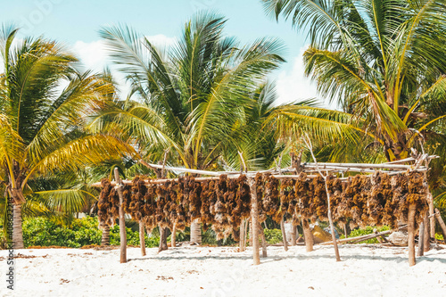 Seaweed is dried in the sun on a Zanzibar beach photo