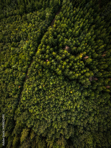 Aerial view of vast forests