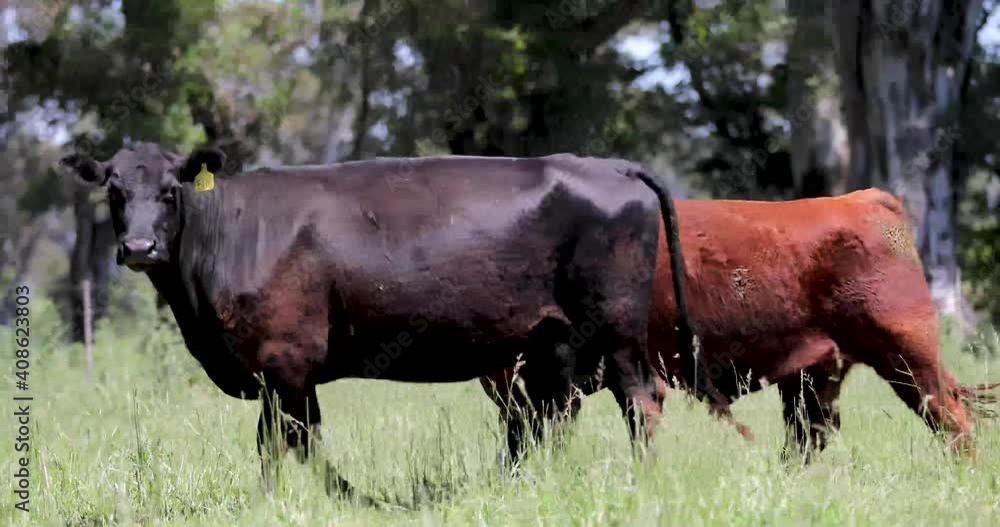 cow, calf, Bull in the field, argentina´s rancho and farming cow, calf, Bull in the field, argentina´s rancho and farming