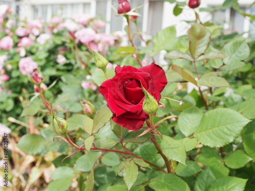 Fototapeta Naklejka Na Ścianę i Meble -  Roses on a bush in a garden. Shallow DOF
