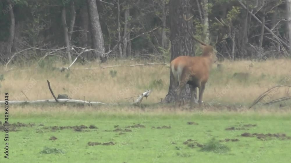 Deer Standing Behind A Tree Trunk In Meadow Landscape During Summer. - Static Shot Deer Standing Behind A Tree Trunk In Meadow Landscape During Summer. - Static Shot