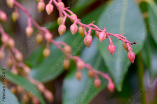 Andromeda Flower Buds 01