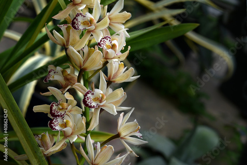Cymbidium orchid flowers with leaves on garden background. White cymbidium hybrids Orchids. Bloom of yellow Cymbidium orchid.
