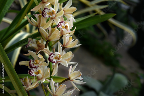 Bilde på lerret Cymbidium orchid flowers with leaves on garden background