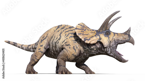 Triceratops, dinosaur reptile roars, prehistoric Jurassic animal isolated on white background, 3D illustration © freestyle_images